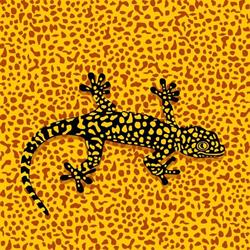 Willa Salamandra