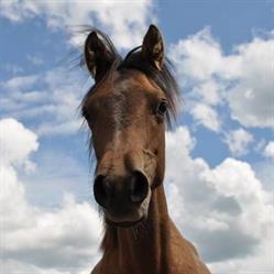 Obozy konne Fun-Horse