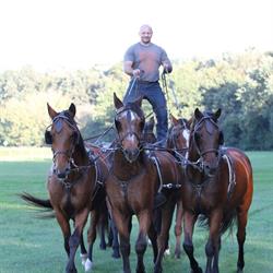 Horses Academy
