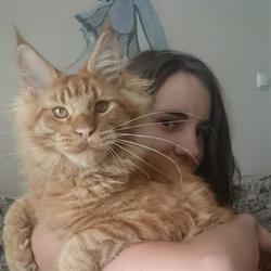 Hodowla kotów rasy Maine Coon Silverbastis*PL