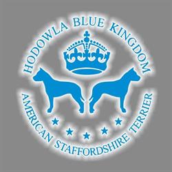 Blue Kingdom Hodowla American Staffordshire Terrier Amstaff Blue