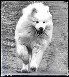 The White Dog of the North / Hodowla psów rasy Samoyed
