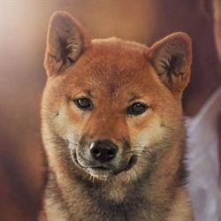 Hodowla Shiba Inu Akita Amerykańska,Samoyed Akai Tenshi FCI
