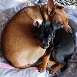 Happy dogs pinczer mini