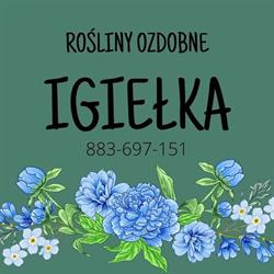 Rośliny Ozdobne Igiełka