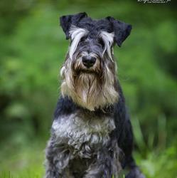 Salon Pielęgnacji i Strzyżenia psów Dog Garden