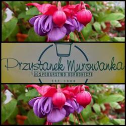 Gospodarstwo Ogrodnicze Przystanek Murowanka