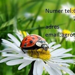 Agroturystyka stokrotka