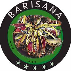 Barisana