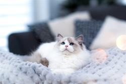 LEW w salonie PL - hodowla kotów ragdoll