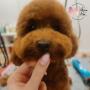 Maltipoo