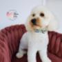 Maltipoo