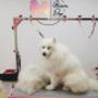 Samoyed