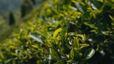 Plantacja herbaty