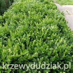 Szkółka drzew i krzewów ozdobnych PH-U A-Z Adam Dudziak