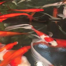 AOK EPOXY FLOOR