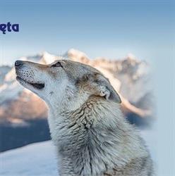 Przychodnia Weterynaryjna LUPUS