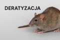 Deratyzacja – zwalczanie myszy i szczurów