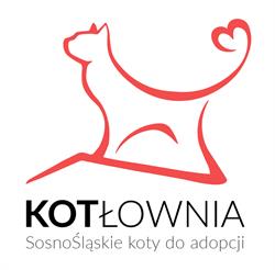 Fundacja Sosnośląskie koty do adopcji KOTłownia