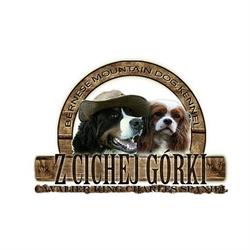 Hodowla Berneńskiego Psa Pasterskiego i Cavaliera "Z Cichej Górki "