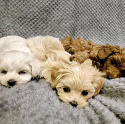 Hodowla Psów "La Brilance" Maltańczyk - Maltipoo - Pudel !