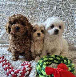 Hodowla Psów "La Brilance" Maltańczyk - Maltipoo - Pudel !
