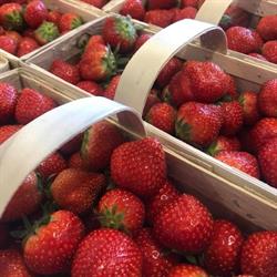 LEMON hurtownia owoców i warzyw