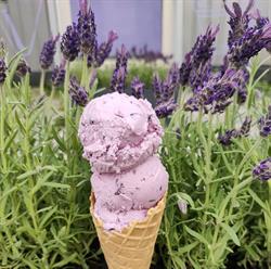 Lody Ani Ani