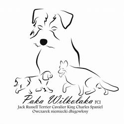 Paka Wilkołaka - Hodowla Jack Russell Terrier Katowice