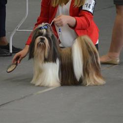 Perla del Amor FCI - Hodowla Shih Tzu