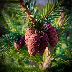Plantacja choinkowa Roszczep