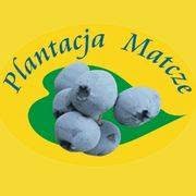 Plantacja Matcze. Baraniuk M.