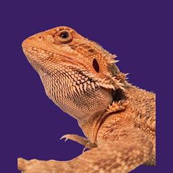 Sklep zoologiczno-ogrodniczy Boguszów-Gorce