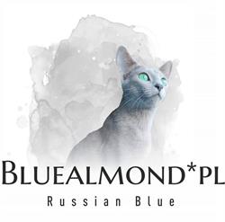 Hodowla Kotów Rosyjskich Niebieskich Bluealmond