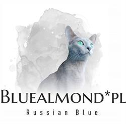 Hodowla Kotów Rosyjskich Niebieskich Bluealmond