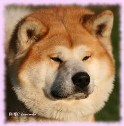 SENSAKURA (FCI) Japanese Akita Kennel