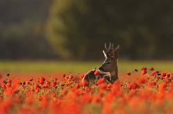 Polesie Hunting Poland