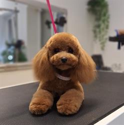Psi Salon K&P Groomer Butik