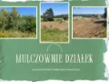 Czyszczenie działki z zarośli i samosiewów Gdańsk