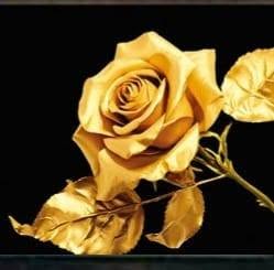 Golden Rose