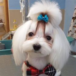 Coco-Psianel Profesjonalne usługi groomerskie