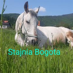 Stajnia Bogota