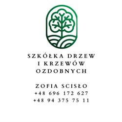 Szkolka Drzew I Krzewow Ozdobnych Zofia Scislo