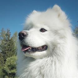 Protego Harribilis. Hodowla psów rasowych Rottweiler, Samoyed.