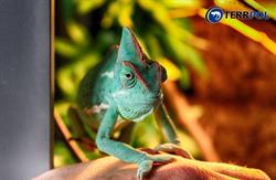 Terrpol Terrarystyka. Sklep zoologiczno - wędkarski. Usługi szklarskie.