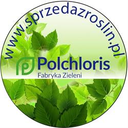 Polchloris Fabryka Zieleni Justyna Bagińska