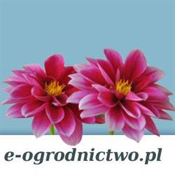 Ogrodnictwo Tomanek