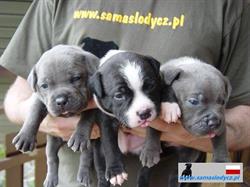 Sama Słodycz Hodowla Staffordshire Bull Terrier
