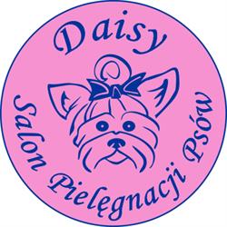 Psi fryzjer Daisy
