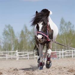 Pony Express Jazda Konna dla Dzieci